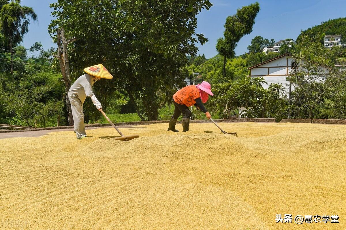 最新粳糯稻价格走势分析