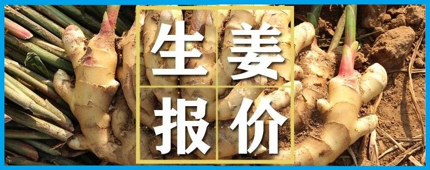 鲜姜最新价格动态解析