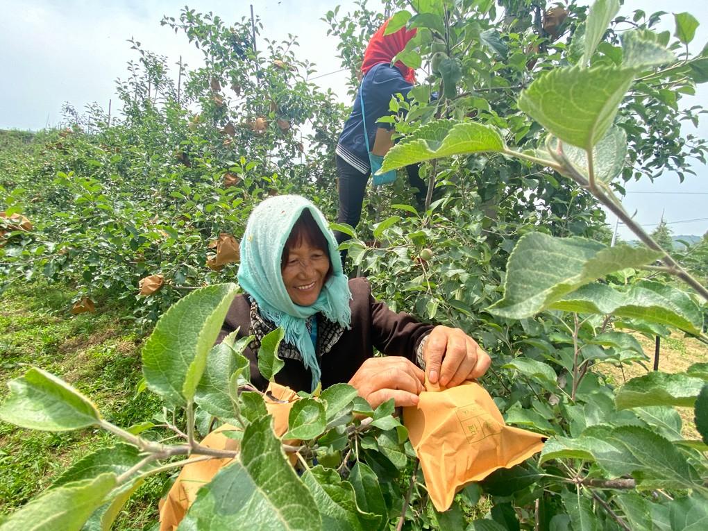 沂源苹果最新价格行情概览