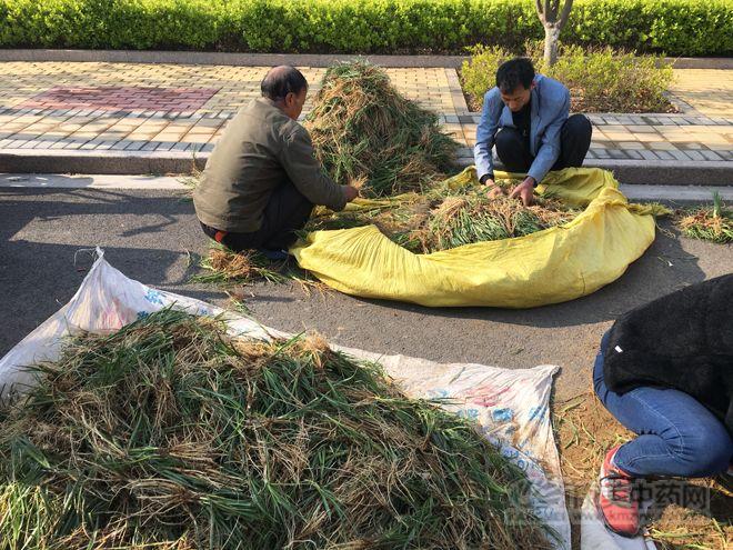 中药紫苑最新价格及市场分析概况