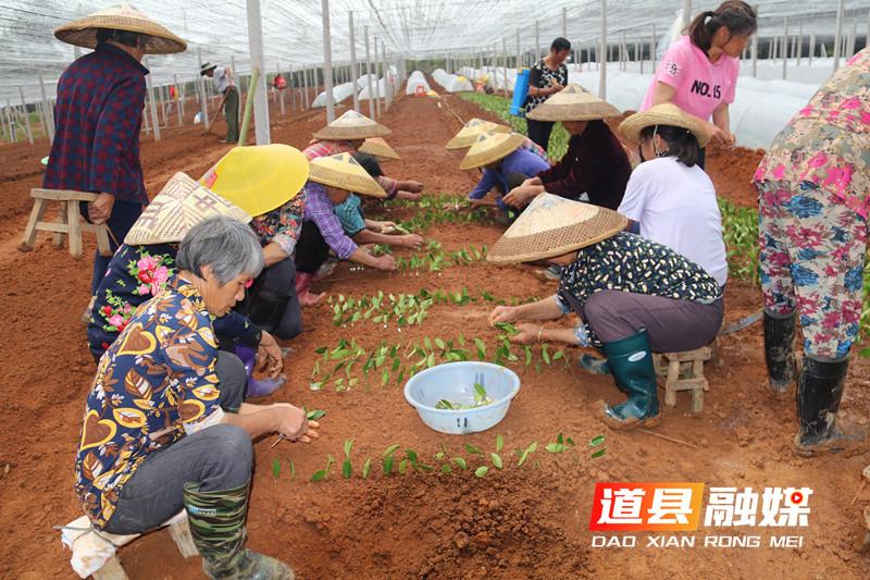 柑桔最新嫁接技术视频教程，革新引领柑桔产业蓬勃发展