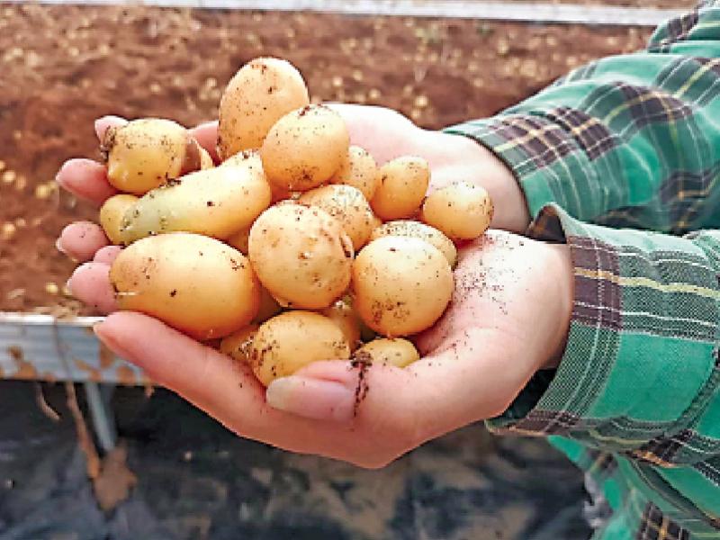 甘肃定西土豆最新价格走势分析